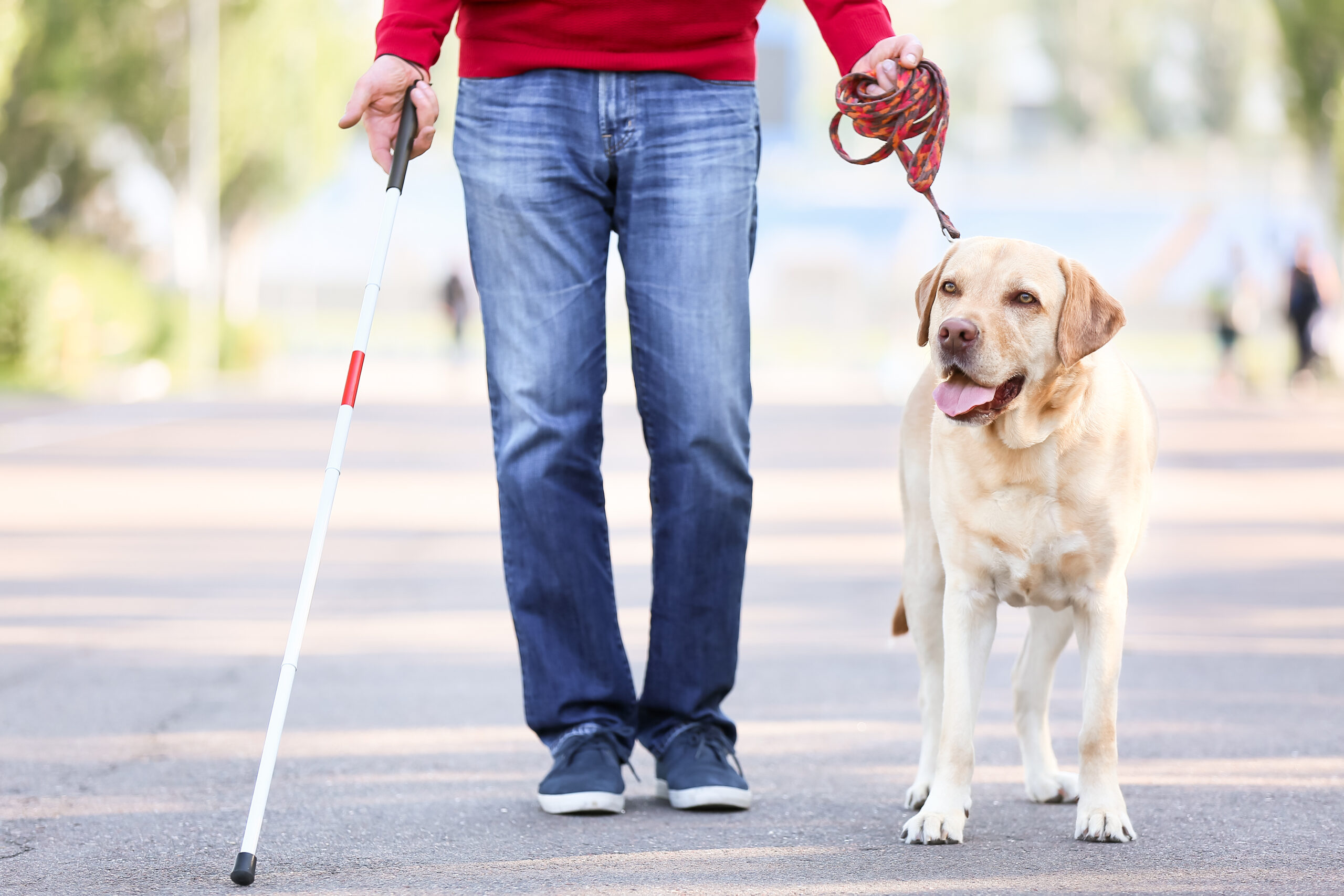 guide_dog.jpeg